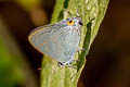 Common Tit Hypolycaena erylus himavantus