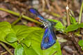 Common Tit Hypolycaena erylus taetus