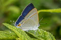 Common Tit Hypolycaena erylus himavantus