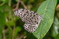 Common Tree Nymph Idea lynceus lynceus