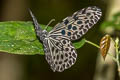 Common Tree Nymph Idea lynceus lynceus