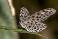 Common Tree Nymph Idea lynceus lynceus