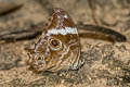 Common Treebrown Lethe rohria rohria