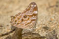 Common Treebrown Lethe rohria rohria