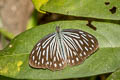 Common Wanderer Pareronia anais anais