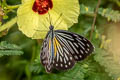 Common Wanderer Pareronia anais anais