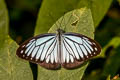 Common Wanderer Pareronia anais anais