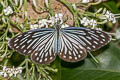 Common Wanderer Pareronia anais anais