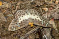 Common White Flat Gerosis bhagava bhagava (Common Yellow-breasted Flat)