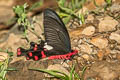 Common Windmill Byasa polyeuctes polyeuctes