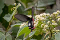 Common Windmill Byasa polyeuctes polyeuctes