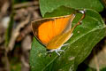 Common Yamfly Loxura atymnus continentalis