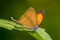 Common Yamfly Loxura atymnus continentalis