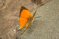 Common Yamfly Loxura atymnus continentalis