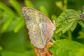 Common Yoeman Cirrochroa tyche mithila