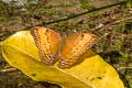 Common Yoeman Cirrochroa tyche mithila