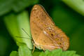 Common Yoeman Cirrochroa tyche mithila