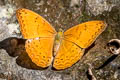 Common Yoeman Cirrochroa tyche mithila