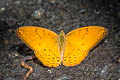 Common Yoeman Cirrochroa tyche mithila