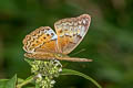 Common Yoeman Cirrochroa tyche mithila