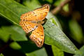 Common Yoeman Cirrochroa tyche mithila