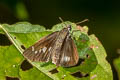 Continental Swift Parnara ganga