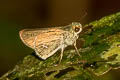 Continental Swift Parnara ganga