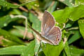 Cycad Blue Luthrodes pandava pandava (Plains Cupid)