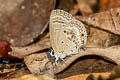 Cycad Blue Luthrodes pandava pandava (Plains Cupid)