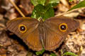 Cyclops Bushbrown Mycalesis mnasicles perna