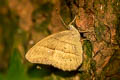 Cyclops Bushbrown Mycalesis mnasicles perna