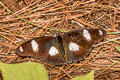 Danaid Eggfly Hypolimnas misippus