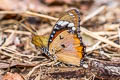 Danaid Eggfly Hypolimnas misippus