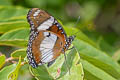 Danaid Eggfly Hypolimnas misippus