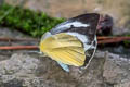 Dark-banded White Talbotia naganum pamsi (Naga White)