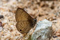 Dark-based Lineblue Prosatus gracilis ni (De Nicéville's Lineblue)