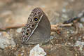 Dark-branded Bushbrown Mycalesis mineus ssp.