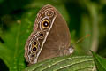 Dark-branded Bushbrown Mycalesis mineus ssp.