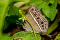 Dark-branded Bushbrown Mycalesis mineus ssp.