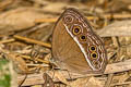 Dark-branded Bushbrown Mycalesis mineus macromalayana