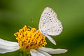 Dark Grass Blue Zizeeria karsandra