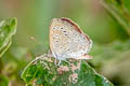 Dark Grass Blue Zizeeria karsandra