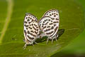 Dark Pierrot Tarucus waterstradti dharta (Assam Pierrot)