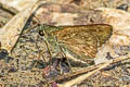 Dark Straw Ace Pithauria murdava