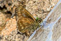 Dark Straw Ace Pithauria murdava