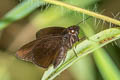 Dark Velvet Bob Koruthaialos butleri