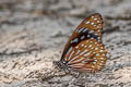 Dark Blue Tiger Tirumala septentrionis septentrionis