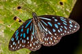 Dark Blue Tiger Tirumala septentrionis septentrionis