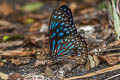 Dark Blue Tiger Tirumala septentrionis septentrionis