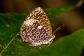 Dark Bushblue Arhopala ammonides ammonides